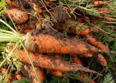Запрещенный в России пестицид обнаружен в моркови из Хабаровского района