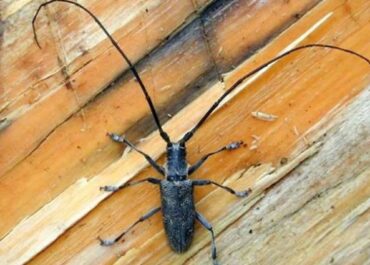 <strong>Новый случай заражения древесины опасными насекомыми выявлен в Хабаровске </strong>