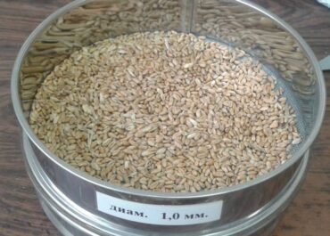Активная проверка качества зерна нового урожая началась в Хабаровске